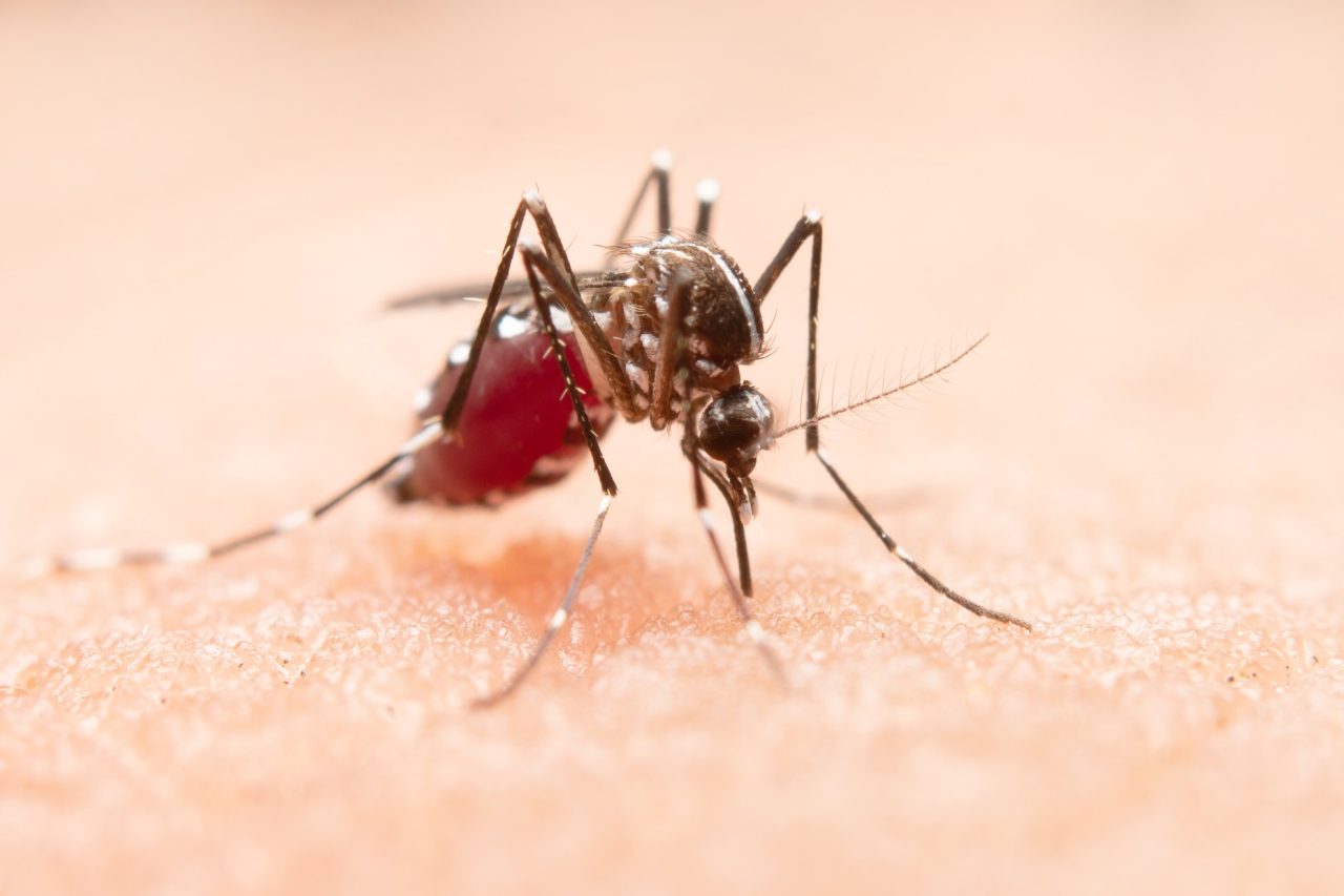 Rápida propagación de Dengue en Latinoamérica inclui...